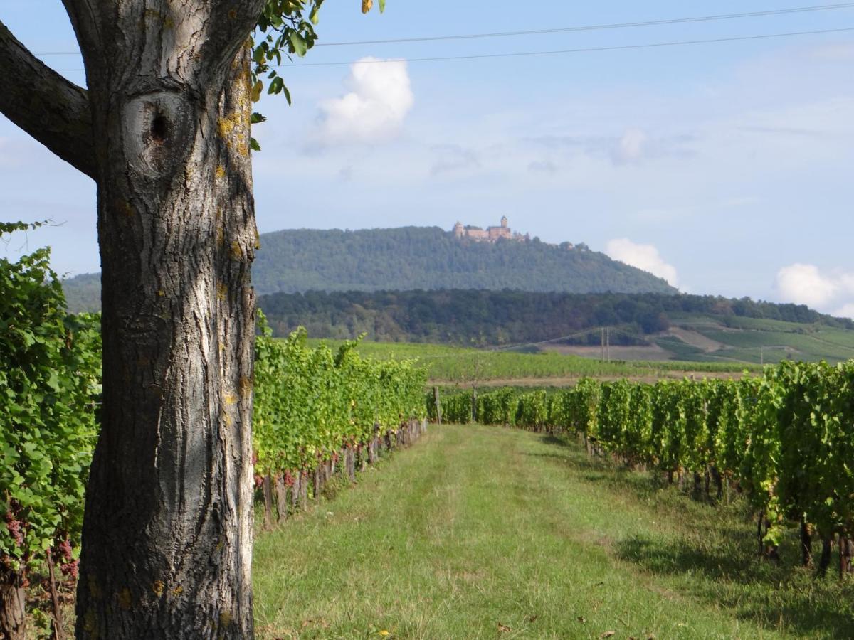Апартаменти Au Coeur Des Vignes Берґайм Екстер'єр фото