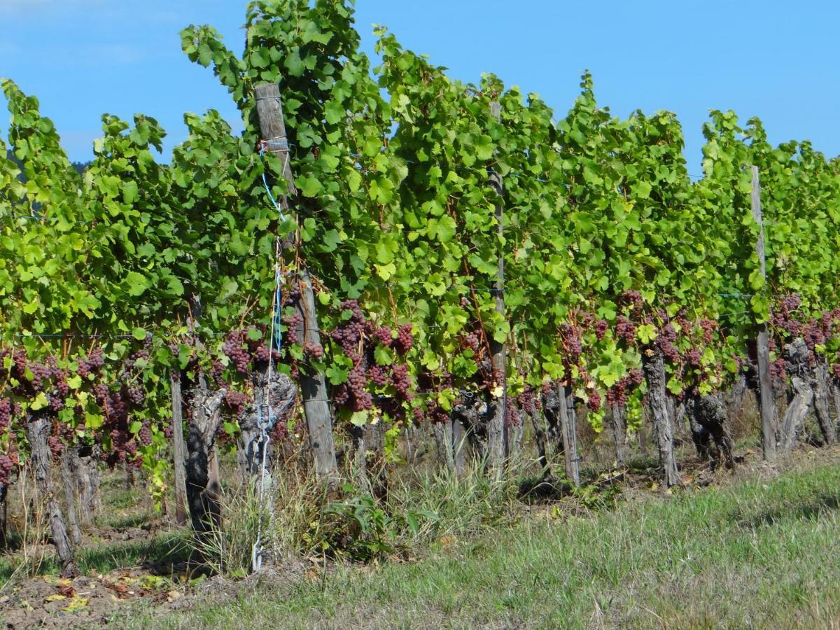 Апартаменти Au Coeur Des Vignes Берґайм Екстер'єр фото