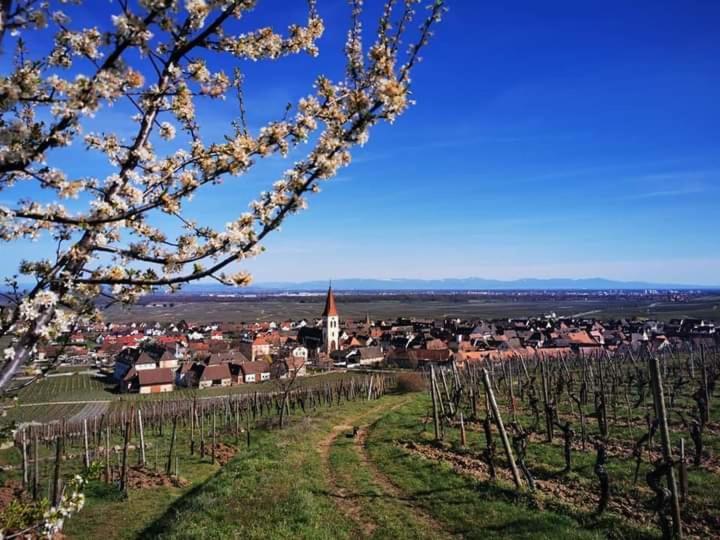 Апартаменти Au Coeur Des Vignes Берґайм Екстер'єр фото