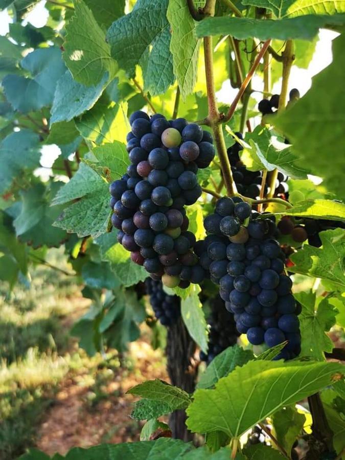 Апартаменти Au Coeur Des Vignes Берґайм Екстер'єр фото